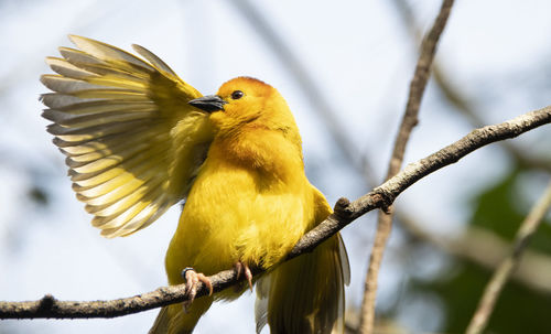 Eastern golden weaver