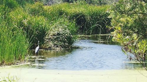 Scenic view of grass in water