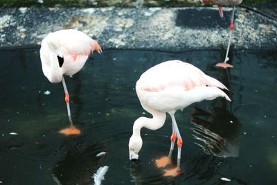 Close-up of swans in lake