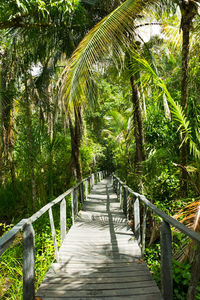 Palm trees in forest