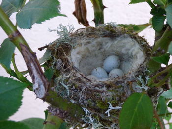 High angle view of nest on tree