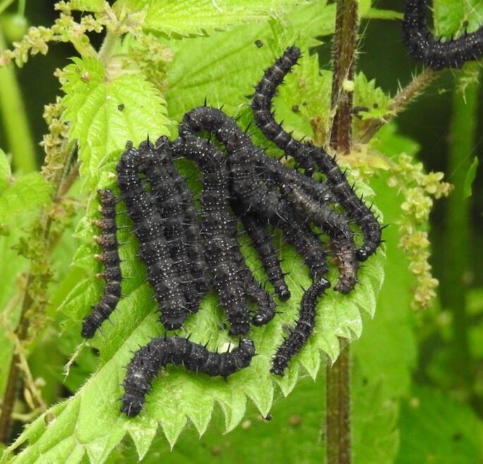 CLOSE-UP OF LEAVES