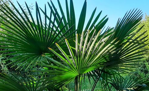 Close-up of palm tree against clear sky