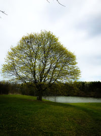 Trees on field against sky