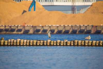 A natural scenery of sea birds sitting on an old breakwater poles in the city harbor in riga.