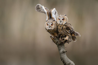 Two long-eared owls looking at the camera sitting outdoors on a branch