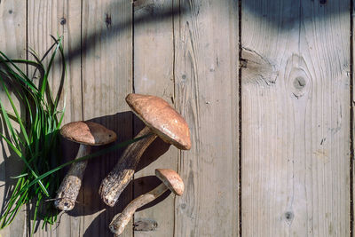 Close-up of mushrooms on wood