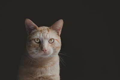 Portrait of cat against black background