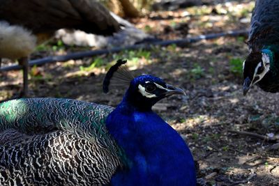 Close-up of peacock on field