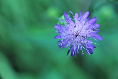 Close-up of purple flowering plant