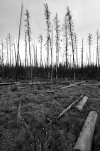 Panoramic shot of trees on field against sky