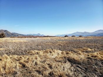 Scenic view of field against clear blue sky