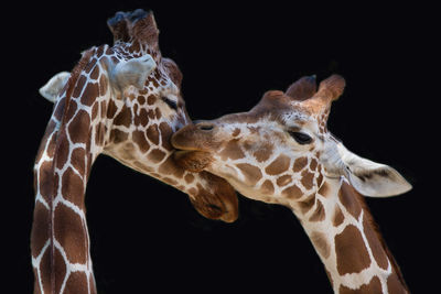 Close-up of giraffe against black background