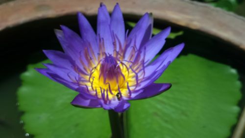 Close-up of purple flower