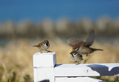Birds perching on a bird