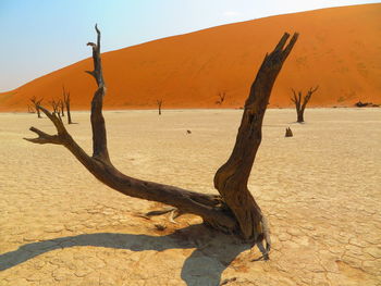Dead tree on sand dune