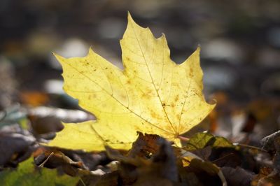 Close-up of autumnal leaf