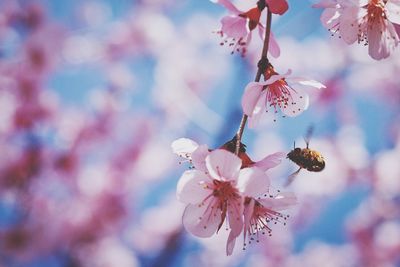 Close-up of insect on cherry blossom