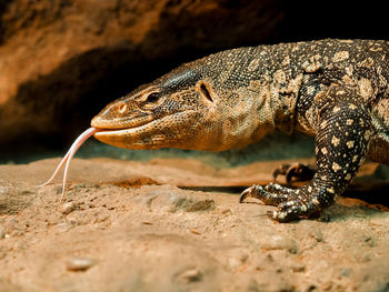 Close-up of lizard on rock