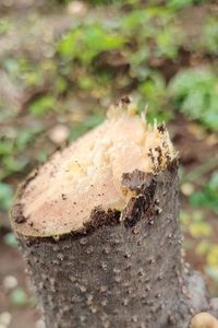 Close-up of leaf on tree trunk