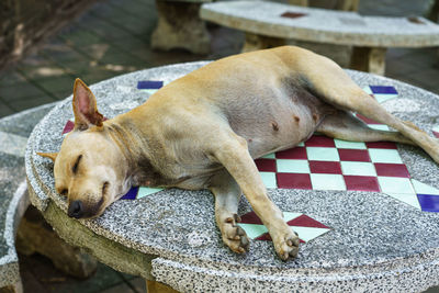 High angle view of dog sleeping