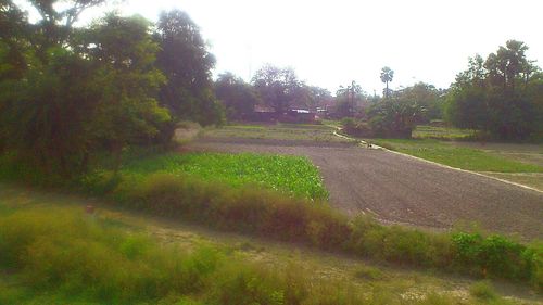 Scenic view of grassy field