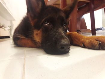 Close-up portrait of dog relaxing at home