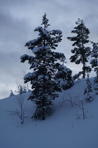 Trees on snow covered landscape against sky