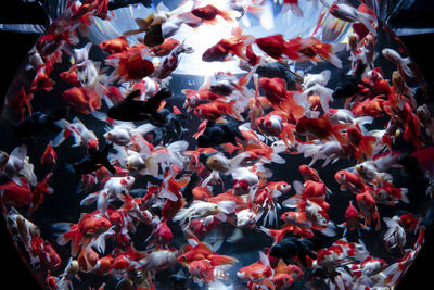 High angle view of koi carps swimming in sea