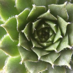 Full frame of leaves