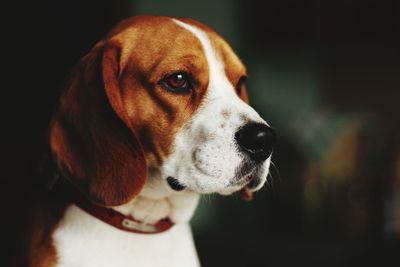 Close-up of beagle dog