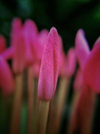 Close-up of pink flowers