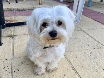 Portrait of white dog on footpath