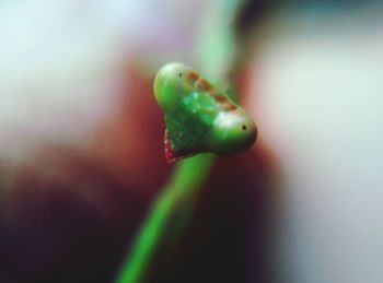 Close-up of green leaf