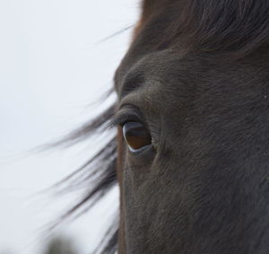 Close-up of horse