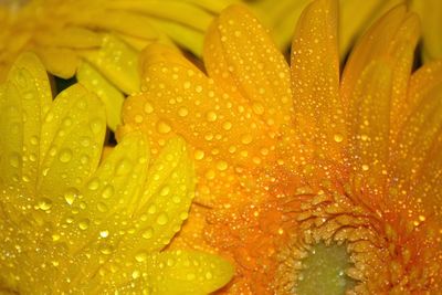 Full frame shot of wet yellow flowering plants during rainy season