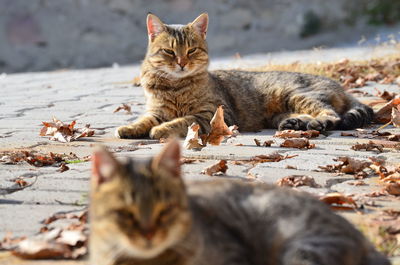 Cats resting