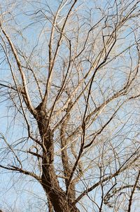 Low angle view of bare tree against sky