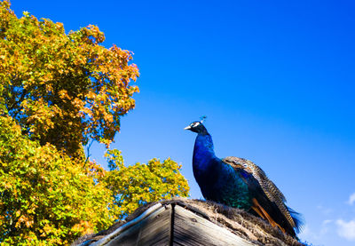 Low angle view of peacock perching on roof against blue sky