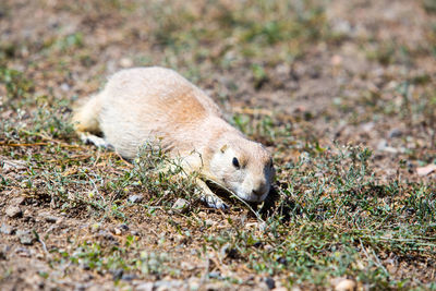 Close-up of a squirrel