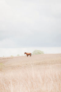 View of a horse on field