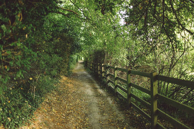 Empty footpath along trees