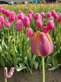 Close-up of pink tulips