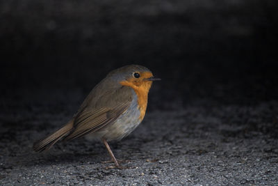 Close-up of bird perching outdoors