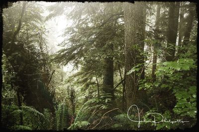Low angle view of trees in forest