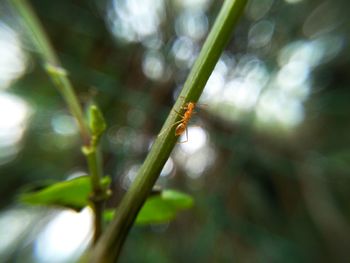 Close-up of insect on plant