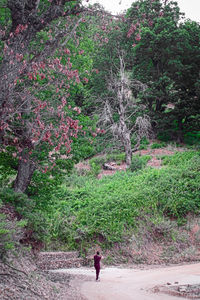 Rear view of man walking on road along trees