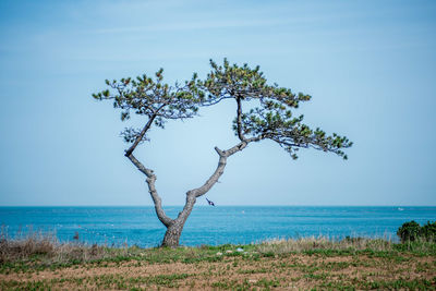 Scenic view of sea against blue sky