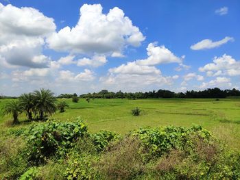 Scenic view of field against sky