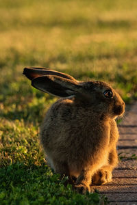 Close-up of rabbit looking away on land